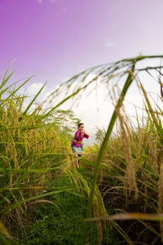 An Asian woman in a purple dress standing between the yellow rice field while harvesting rice during the daylight