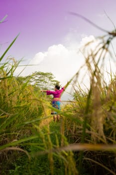 An Asian woman in a purple dress standing between the yellow rice field while harvesting rice during the daylight