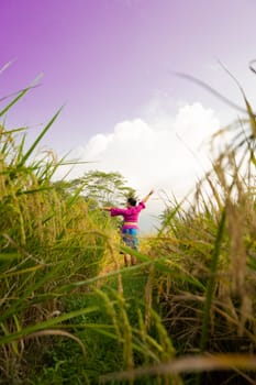 An Asian woman in a purple dress standing between the yellow rice field while harvesting rice during the daylight