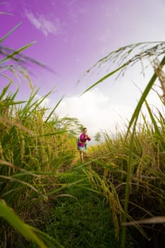 The yellowish rice field at the farm with the woman in a purple dress in it standing while visiting the rice field farm in the afternoon
