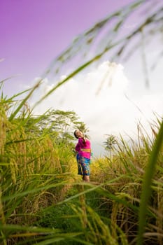 An Asian woman in a purple dress standing between the yellow rice field while harvesting rice during the daylight