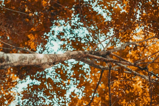 The brown wood and the branches of a tree standing in the jungle inside the village