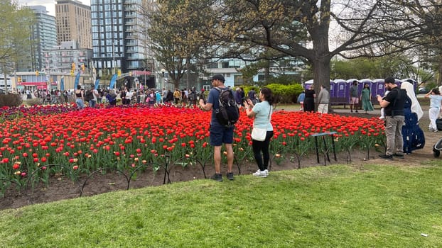 Ottawa, Canada - May 09, 2025: Vibrant tulip garden at Commissioners park, with visitors admiring the colorful flowers, surrounded by modern buildings. Canadian Tulip festival.