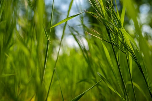 Green tall grass in the sun rays. Close-up of green tall grass against the sky, blurred background. pure green color. space for text