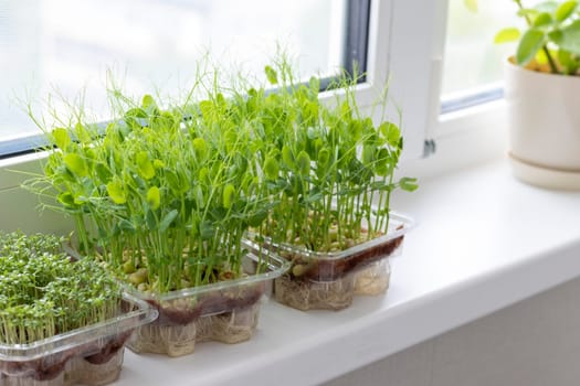 Freshly sprouted shoots of micro greens in the plastic containers on the jute mat. Placed on the windowsill in the balcony of the modern apartment