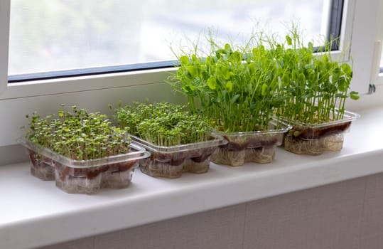 Freshly sprouted shoots of micro greens in the plastic containers on the jute mat. Placed on the windowsill in the balcony of the modern apartment
