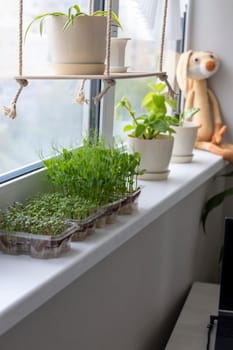 Freshly sprouted shoots of micro greens in the plastic containers on the jute mat. Placed on the windowsill in the balcony of the modern apartment