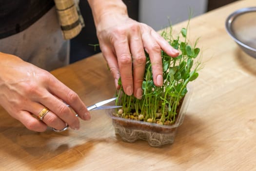 Woman cuts of the micro greens in the plastic container