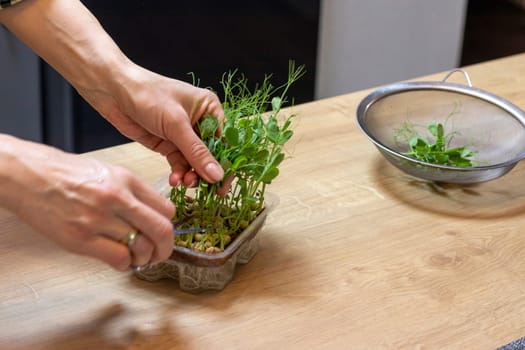 Woman cuts of the micro greens in the plastic container