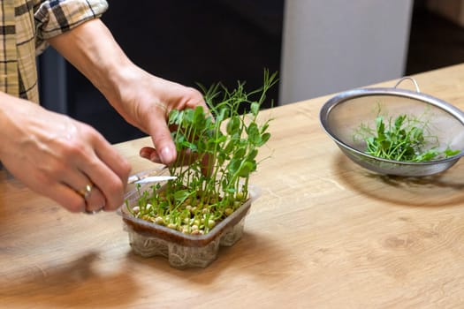 Woman cuts of the micro greens in the plastic container