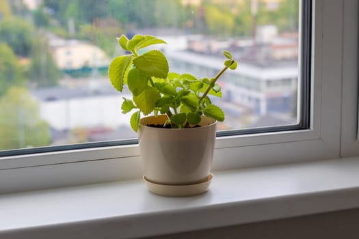 Aesthetic shot of the home pot plants on the windowsill of the modern apartment