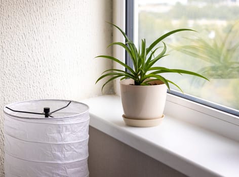 Aesthetic shot of the home pot plants on the windowsill of the modern apartment