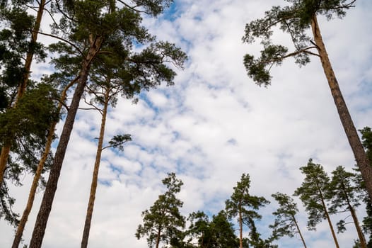 trees in the forest, tall pine trees view from below. treetops against the blue sky with thick white clouds.