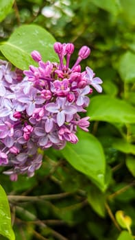 Beautiful Spring lilac closeup background. Floral colorful greeting card or phone background. High quality photo