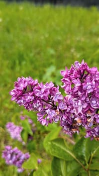 Beautiful Spring lilac closeup background. Floral colorful greeting card or phone background. High quality photo