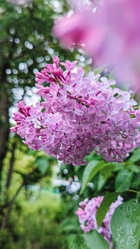 Beautiful Spring lilac closeup background. Floral colorful greeting card or phone background. High quality photo