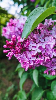 Beautiful Spring lilac closeup background. Floral colorful greeting card or phone background. High quality photo