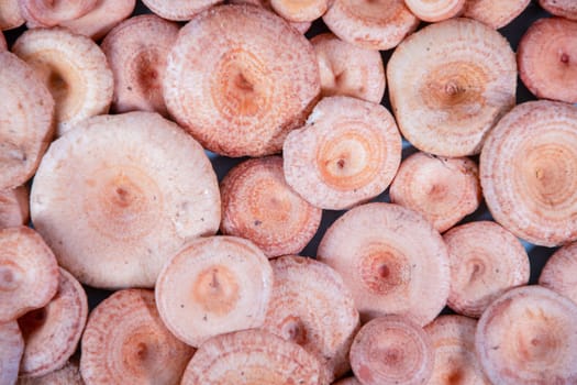 Textured mushroom background of numerous pink mushrooms, Lactarius torminosus in Latin, neatly arranged on a surface, conditionally edible mushroom of good quality, used in salted and pickled form,
