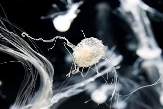 The Chrysaora pacifica jellyfish pulses with quiet elegance, its ghostly form a vision of minimalist beauty in the dark aquarium expanse.