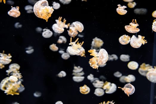 Numerous spotted jellyfish gracefully floating in dark water. Translucent bell shapes and orange arms create a peaceful underwater scene