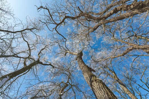 View from below into treetops of trees in the Rotehorn city park in Magdeburg in winter under a blue sky