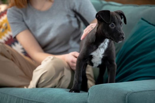 A cute black puppy relaxes on a cozy couch, highlighting the bond between pets and their loving owners