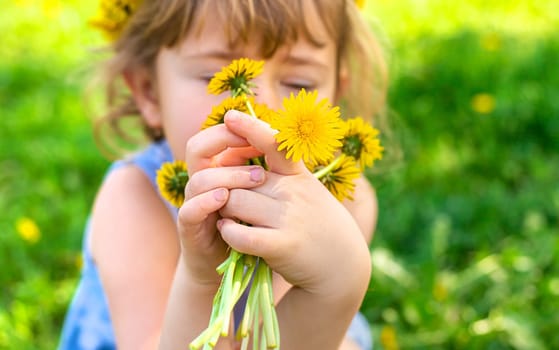 Child in the garden with a bouquet of dandelions. Selective focus. Kid.