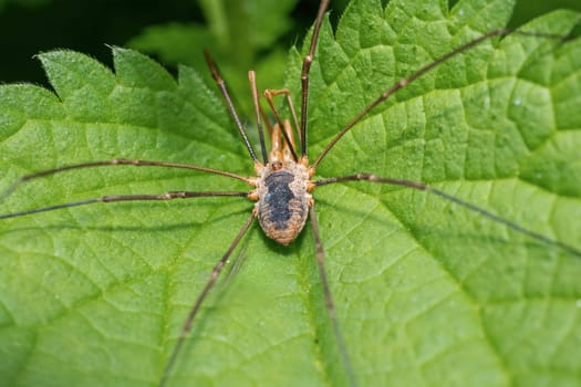 Closeup view of Phalangium opilio, known as the brown harvestman and daddy longlegs. Horizontally. 