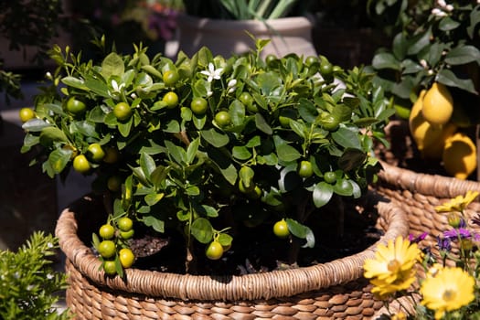 Wicker basket with potted decorative orange trees at the greek garden shop in March. Horizontal. Daylight. Close-up.