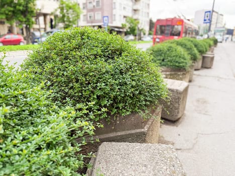 Concrete flower pots with round bushes lined along urban street sidewalk. Public greenery, city landscaping and urban plant care.