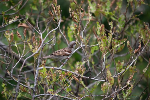 Bird (House Sparrow, Passer domesticus) males brighter black, white, and brown markings color perched on a tree in a nature wild