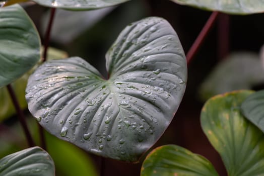 Greenery background, green color of nature plant and leaf environment greenery concept