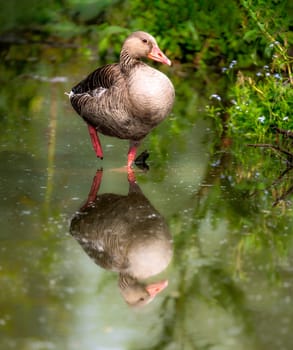 Closeup of a grayleg goose standing in the water