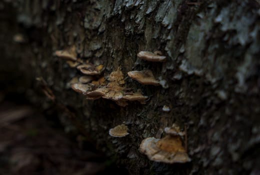 Close-up of brown bracket fungi attached to rough tree bark in a shady forest environment, highlighting natural textures and decay.