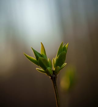 A fresh green bud on a branch illuminated by soft sunrise light, symbolizing new growth and the arrival of spring.