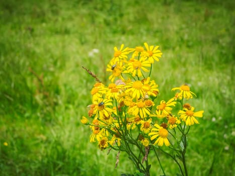 Branched inflorescence of the poisonous ragweed (Senecio jacobaea) with flies in a meadow in Bavaria.