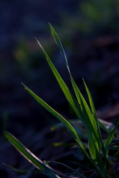 Close-up of fresh green grass blades illuminated by warm evening light, against a dark blurred natural background in spring.