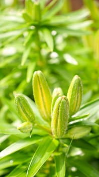 These delicate green lily buds are showcased in detail, highlighting their intricate patterns and vibrant hues enhanced by soft light and glistening water drops, adding elegance to any project.