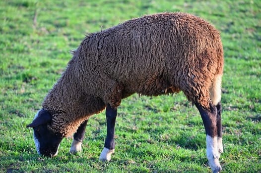 Sheep grazing in the field. Concept for animals and agriculture.