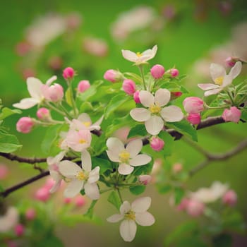 Spring background with blossoming fruit tree. Beautiful blooming apple tree in spring time.