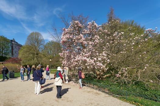Karlovy Vary, Czech Republic – April 19, 2025: Tourists in Dvorak Park in Karlovy Vary in the Czech Republic at a magnolia tree in bloom