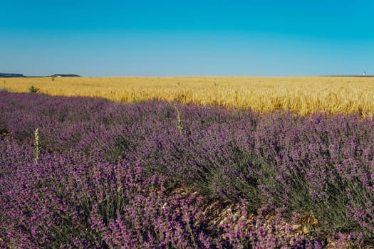 Field of purple lavender and yellow wheat before harvest