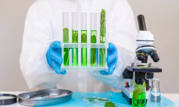 Research of plants in the laboratory. Selective focus. nature.