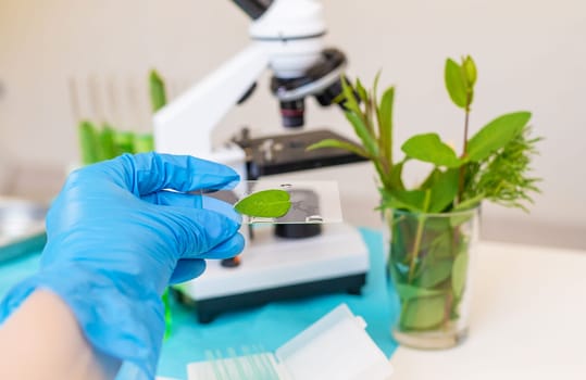 Research of plants in the laboratory. Selective focus. nature.