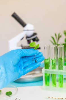 Research of plants in the laboratory. Selective focus. nature.