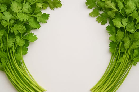 AI generated vibrant image of crisp cilantro leaves arranged in lush circular formation, showcasing their delicate texture and fresh-picked quality against clean white background