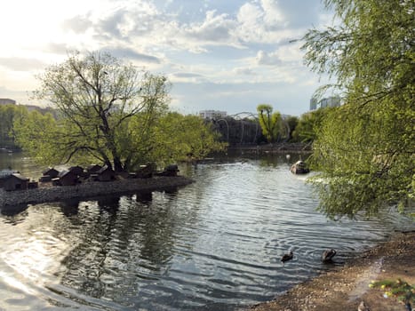 Scenic view of calm pond with ducks and small island for birds, surrounded by trees and zoo structures, reflecting the peaceful coexistence of urban nature and animal habitats