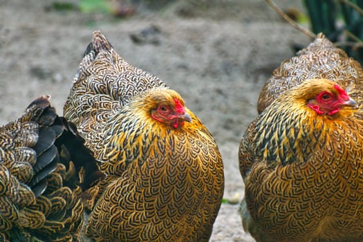 Chickens with colorful and beautiful plumage patterns. Rural idyll, farm atmosphere and natural wildlife in bright colors.
