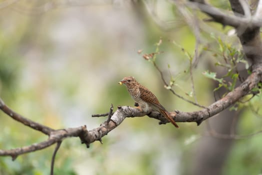 Bird (Plaintive Cuckoo, Cacomantis merulinus) black, yellow, brown and orange color perched on a tree in a nature wild