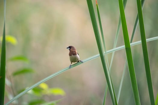 Bird (Scaly-breasted Munia or Lonchura punctulata) white and brown color perched on a tree in a nature wild